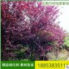 廠家直銷2公分3公分紅葉李樹苗 園林綠化 紅葉李樹苗多少錢