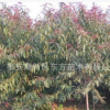 基地常年直銷紅葉碧桃苗 園林工程綠化用紅葉碧桃苗 現挖現賣