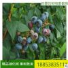 廠家批發盆栽地栽2年藍豐藍莓苗 南北方種植 奧尼爾藍莓苗價格
