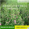 直銷木槿樹苗 現挖現賣木槿 工程綠化 各種規格重瓣木槿樹