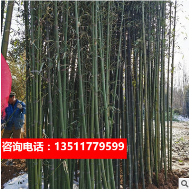 庭院綠植盆栽米竹苗擺放觀賞竹觀音竹竹子鳳尾竹室內(nèi)微型陽(yáng)臺(tái)盆景