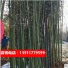 庭院綠植盆栽米竹苗擺放觀賞竹觀音竹竹子鳳尾竹室內微型陽臺盆景