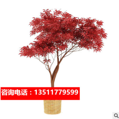 日本紅楓樹苗四季紅紅舞姬盆栽美國(guó)中國(guó)三季紅紅楓苗盆景風(fēng)景樹