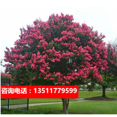紫薇樹苗南方北方盆栽地栽百日紅苗庭院花木風(fēng)景樹當(dāng)年開花紫金苗