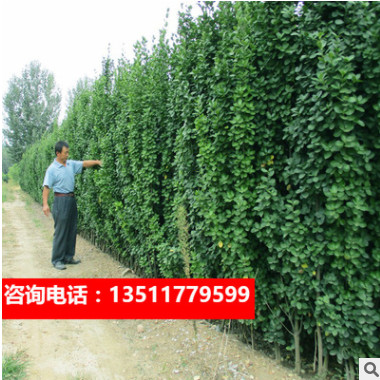 綠化苗冬青苗樹苗法國(guó)冬青冬青樹苗籬笆樹四季常青耐寒籬笆樹苗