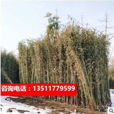 筇竹苗羅漢竹算盤竹盆栽辦公室陽(yáng)臺(tái)庭院綠化藝術(shù)盆景觀賞竹一年苗