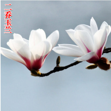 四季庭院玉蘭樹苗庭院樹木紅白黃紫二喬盆栽耐凍綠化風景樹