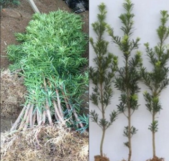 羅漢松樹苗珍珠米葉雀舌小苗綠植盆栽盆景苗南北方種植