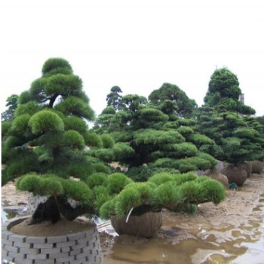 綠化苗木日本黑松小苗庭院黑松苗黑松樹苗四季常青盆景植物松樹苗
