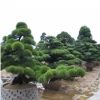 綠化苗木日本黑松小苗庭院黑松苗黑松樹苗四季常青盆景植物松樹苗