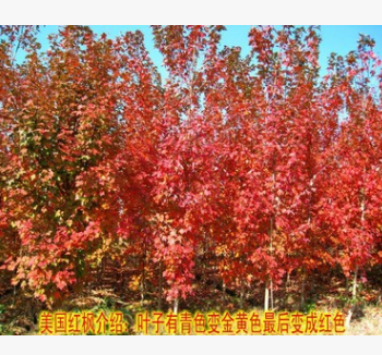 綠化庭院植物 美國紅楓樹苗珍貴風景樹紅楓樹苗 地栽盆栽耐寒植物