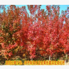 綠化庭院植物 美國紅楓樹苗珍貴風景樹紅楓樹苗 地栽盆栽耐寒植物
