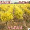 國槐樹苗 嫁接黃金槐樹苗 國槐苗黃金槐樹苗庭院綠化苗