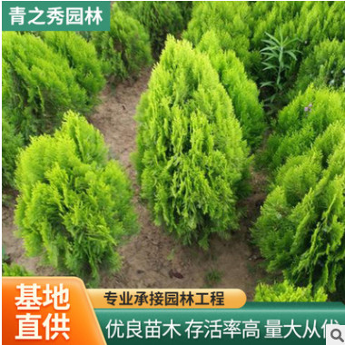 灑金柏樹小苗松柏綠化苗庭院工程綠化苗 庭院綠化柏樹塔柏