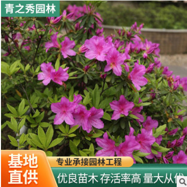 杜娟苗觀花苗木盆栽工程苗木批發基地種植 杜鵑苗小苗