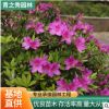 杜娟苗觀花苗木盆栽工程苗木批發基地種植 杜鵑苗小苗