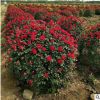 月季球苗盆栽花卉濃香四季開花薔薇花苗庭院種植月季苗木
