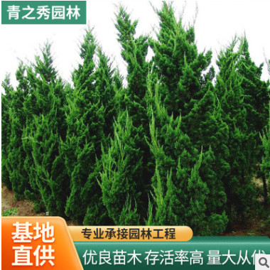四季青松龍柏樹苗松樹苗松柏寶塔松 龍柏苗 柏樹綠化苗木