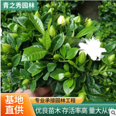 梔子花苗家居四季開花觀花植物室內常年開花卉盆栽濃香花卉綠植