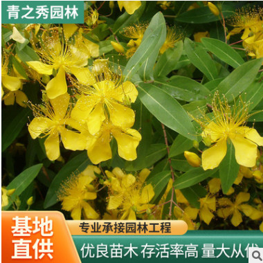 金絲桃小苗花灌木庭院綠籬工程苗五心花金絲海棠苗