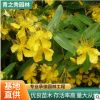 金絲桃小苗花灌木庭院綠籬工程苗五心花金絲海棠苗