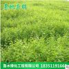 批發白榆種子家榆榆樹榆錢樹種子林木種子 園林綠化 量大優惠