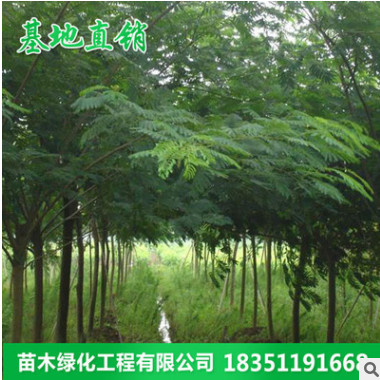 批發綠化苗木合歡樹苗絨樹花苗 庭院別墅綠化花卉植物 量大優惠