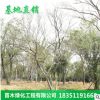 庭院綠化樹木叢生樸樹 供應優質樸樹小苗 園林綠化四季常青
