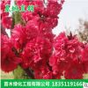 基地直銷綠化喬木 紫葉碧桃苗 品種規格齊全 量大優惠 綠化環境