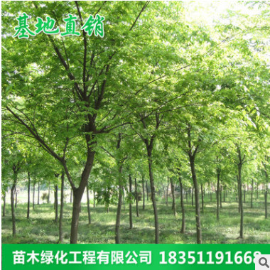 批發櫸樹樹苗行道庭蔭樹 紅櫸木苗 園林工程綠化櫸樹苗木規格齊全