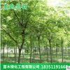 批發櫸樹樹苗行道庭蔭樹 紅櫸木苗 園林工程綠化櫸樹苗木規格齊全