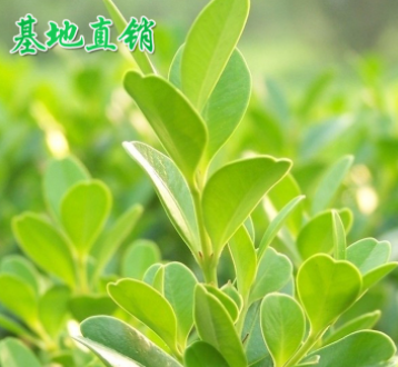 基地直銷法國冬青 珊瑚 工程綠化專用 庭院綠籬圍墻籬笆四季常青