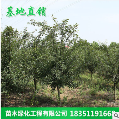 產地直銷 工程園林綠化行道樹 庭院耐寒植物風景樹西府海棠