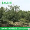 產地直銷 工程園林綠化行道樹 庭院耐寒植物風景樹西府海棠