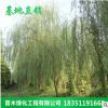 批發各種工程苗木 花卉 垂柳楊柳樹苗 垂柳小苗河邊綠化樹苗