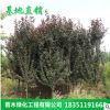 基地直銷優質綠化苗木 紫葉李樹苗批發 品種規格齊全 量大優惠