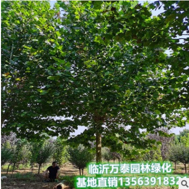 法桐行道樹綠化庭院種植工程設施 法國梧桐公園美化落葉喬木