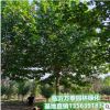 法桐行道樹綠化庭院種植工程設施 法國梧桐公園美化落葉喬木