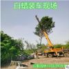 12公分白蠟價格18公分白蠟新式白蠟基地山東白蠟價格濱州白蠟價格