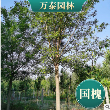 新式老式國槐國槐基地2-40公分國槐價格山東江蘇河北北京綠化喬木