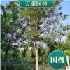 新式老式國槐國槐基地2-40公分國槐價格山東江蘇河北北京綠化喬木