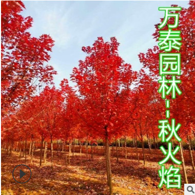 紅楓美國紅楓秋火焰紅冠基地綠化1-30公分山東江蘇北京紅楓價格