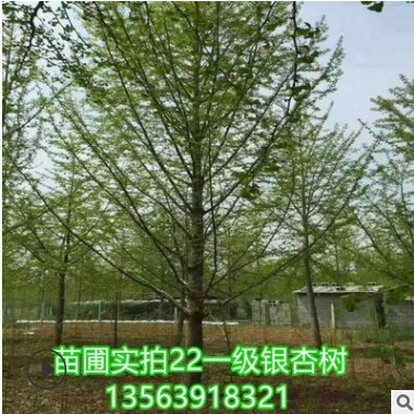 銀杏樹價格基地1-50公分銀杏樹山東北方南方銀杏葉仿制裝飾綠化