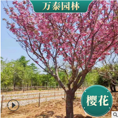 櫻花日本早櫻晚櫻櫻花1-25公分、櫻花樹價格櫻花基地山東櫻花