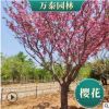 櫻花日本早櫻晚櫻櫻花1-25公分、櫻花樹價格櫻花基地山東櫻花