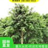 大量批發(fā)供應(yīng)綠化工程苗 金森女貞 小葉女貞 金葉女貞 各種規(guī)格