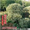 供應(yīng)金邊黃楊小苗 金邊黃楊球 品種好 優(yōu)惠價(jià)直銷