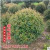 低價(jià)供應(yīng) 紅葉石楠球 耐寒耐高溫 歡迎采購(gòu)