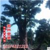 低價(jià)出售30—80公分羅漢松古樁 羅漢松造型樹 質(zhì)量好價(jià)格優(yōu)