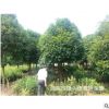 供應(yīng)10公分八月桂 金桂 品種規(guī)格齊全 貨源充足 湖南低價(jià)桂花